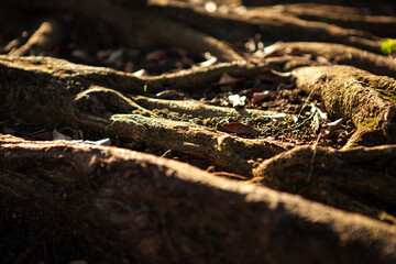 root of the big tree