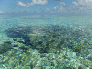 Fototapeta premium Under Water