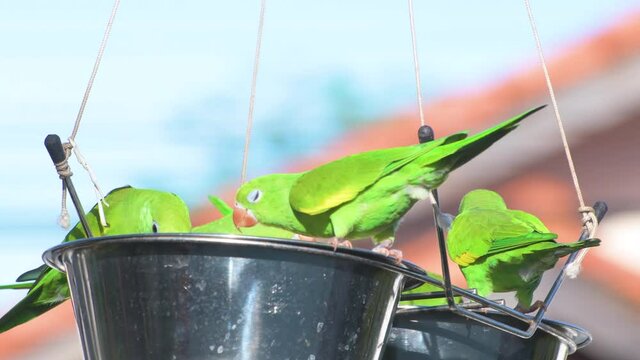 Flock of green parakeets birds feeding on seeds in a suspended feeder in the garden.