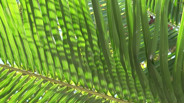 Palm tree leaf texture with sunlight and green lush pattern