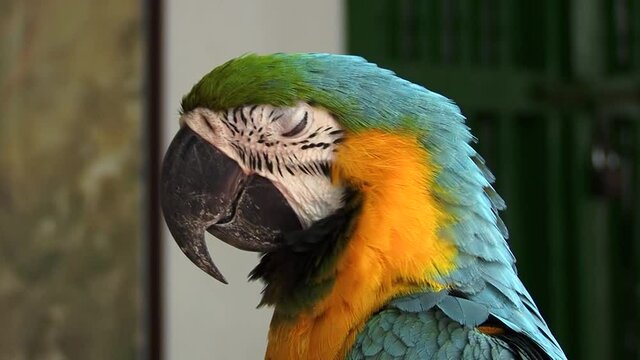 Detail of a Blue and yellow macaw parrot in Cartagena, Colombia.(Ara ararauna)