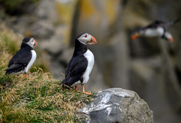 The Atlantic puffin, also known as the common puffin