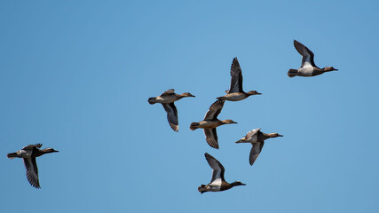 flock of birds