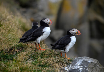 The Atlantic puffin, also known as the common puffin