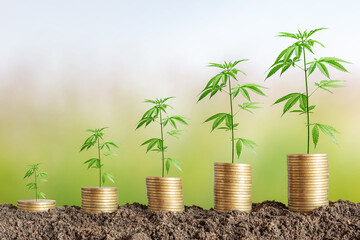 Cannabis plant on coins stack.Marijuana growing business concept.