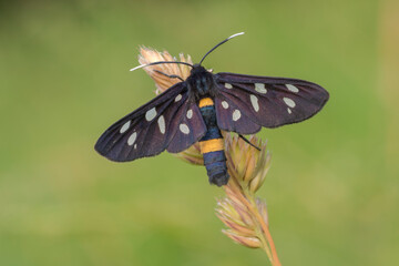 Amata phegea, farfalla notturna che vola di giorno, detto anche prete. 