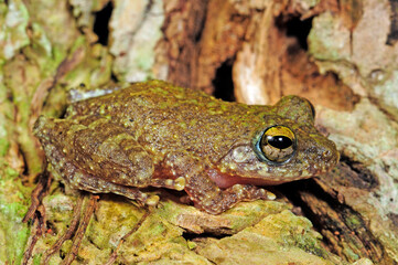 Hollow-snouted Shrub Frog // endemischer Ruderfrosch  (Pseudophilautus cf. cavirostris) - Sri Lanka © bennytrapp