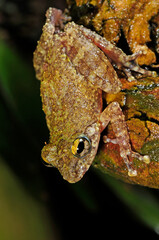 Hollow-snouted Shrub Frog // Ruderfrosch  (Pseudophilautus cf. cavirostris) - Sri Lanka © bennytrapp
