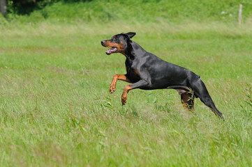 Doberman runs across meadow 