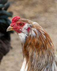 Retratos de gallo