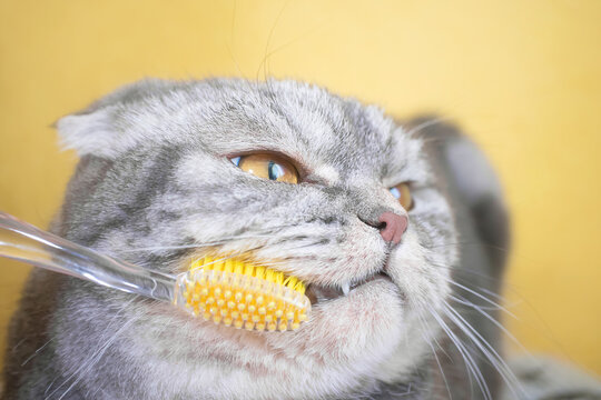 Gray scottish fold cat close-up with a toothbrush. Yellow background. Pet oral hygiene concept.