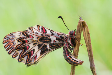 Fototapeta na wymiar Zerynthia polyxena, farfalla con piccola zecca che ammira il panorama