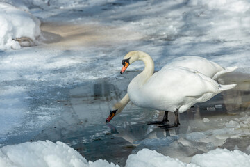 Two white swans on a frozen lake in winter.