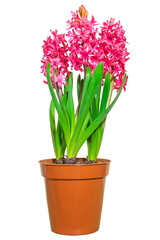 Three pink blooming hyacinths in a brown pot isolated on white background. Template for the composition of gifts and bouquet.