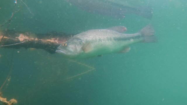 Freshwater fish Largemouth bass (Micropterus salmoides) in the beautiful lake habitat. Underwater footage with nice bacground and natural light. Wild life animal. Swimming predator fish Black bass.