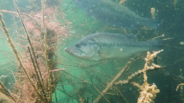 Freshwater fish Largemouth bass (Micropterus salmoides) in the beautiful lake habitat. Underwater footage with nice bacground and natural light. Wild life animal. Swimming predator fish Black bass.