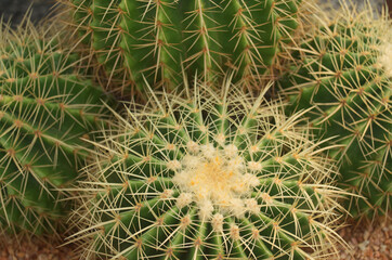 Naklejka na ściany i meble baby cactus in pot with daylight and blur