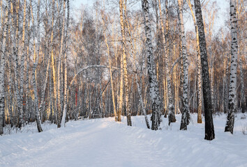 Winter road in the forest, illuminated by the bright sun. Birch Grove. Horizontal photography. Copy space.