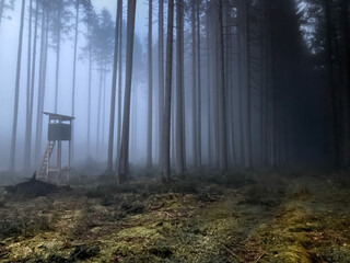 Nebel im Fichtenwald mit Jagdkazel