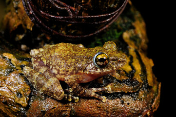 Hollow-snouted Shrub Frog // Ruderfrosch  (Pseudophilautus cf. cavirostris) - Sri Lanka