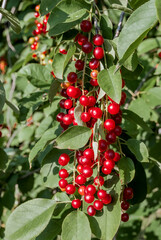 Chokecherry (Prunus virginiana) in park
