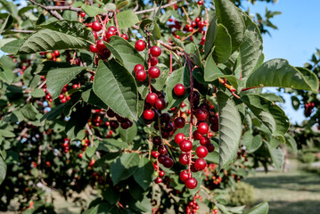 Chokecherry (Prunus virginiana) in park