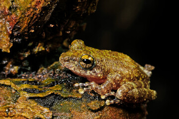 Ruderfrosch // Hollow-snouted Shrub Frog (Pseudophilautus cf. cavirostris) - Sri Lanka © bennytrapp