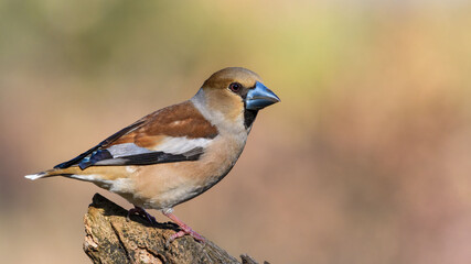Hawfinch sitting on the branch.