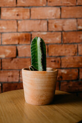 cactus in a pot at Coffeeshop with brick as a background