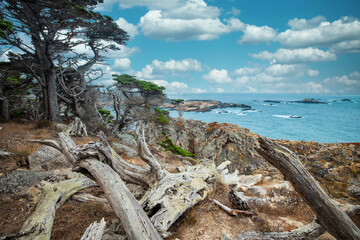 Cypress tree on a rocky point viewed from the Cypress grove trail in Point Lobos State Park on central coast of California.