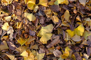 autumn leaves on the ground