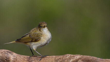 Common chiffchaff sitting on a branch.
