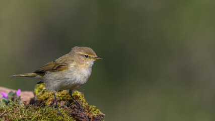 Common chiffchaff sitting on a branch.