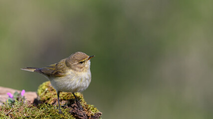 Common chiffchaff sitting on a branch.