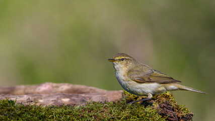 Common chiffchaff sitting on a branch.