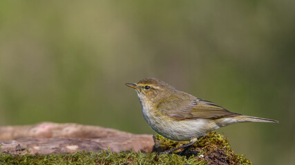 Common chiffchaff sitting on a branch.