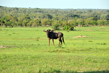 wildebeest ram on jackal plain