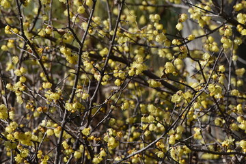 Wintersweet (Japanese allspice) flowers / Calycanthaceae deciduous tree.