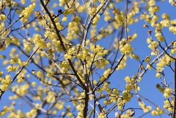 Wintersweet (Japanese allspice) flowers / Calycanthaceae deciduous tree.