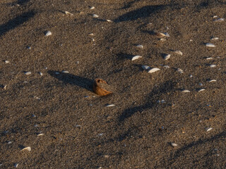 bird walnut shells on a sandy beach on a sunny summer day