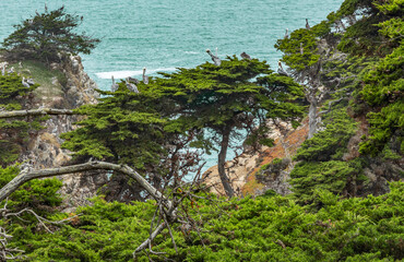 The birds perch in the treetops of a rocky location in the cypress grove of Point Lobos State Park on California's central coast.