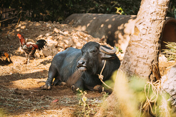 Goa, India. Water Buffalo Lie Resting Under The Sun