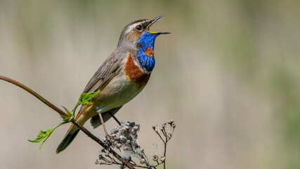 Bluethroat sings, Bluethroat sitting on the branch