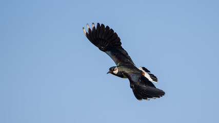 Northern Lapwing in flight against the sky