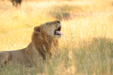 lion in the grass yawning part of a set of 3
