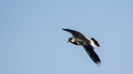Northern Lapwing in flight against the sky