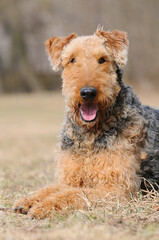 Airedale Terrier laughs happily