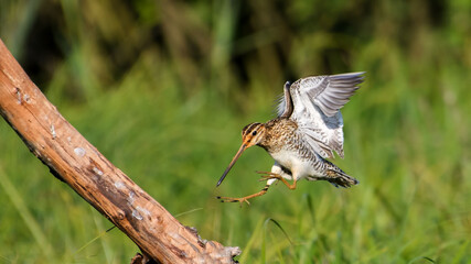 Common Snipe sit on the stump