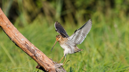 Common Snipe sit on the stump