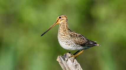 Common Snipe sit on the stump